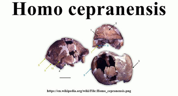 Homo cepranensis