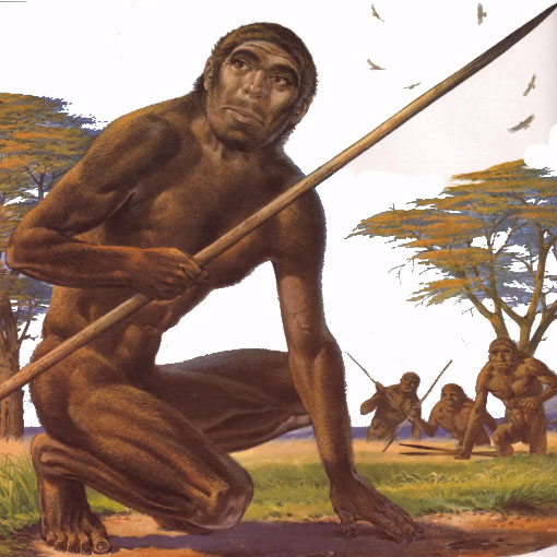 Homo erectus