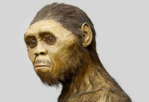 Homo gautengensis