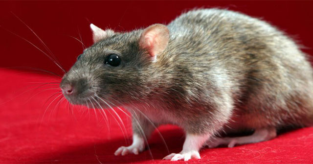 Những điều thú vị ít ai biết về loài chuột