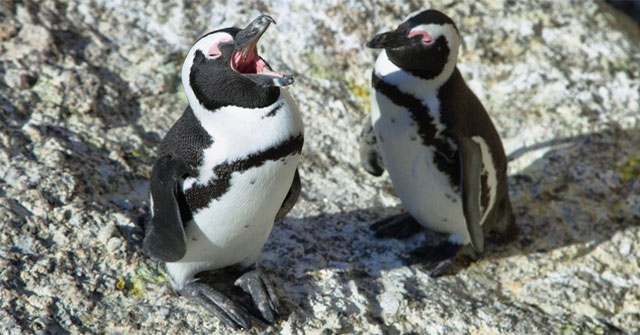 Chim cánh cụt jackass có “quy tắc ngôn ngữ” giống… loài người