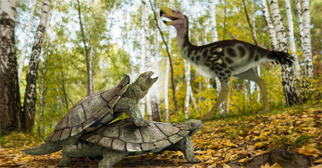 Phát hiện dạng sống "kỳ quái" của loài rùa đất cổ đại