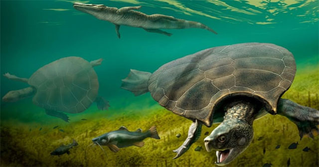 Tìm thấy hoá thạch của rùa khổng lồ ăn thịt rắn ở Nam Mỹ