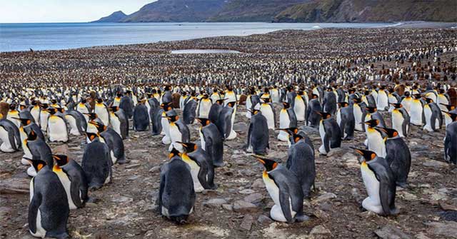 Chim cánh cụt hoàng đế tụ tập về "lãnh địa" phía nam Đại Tây Dương để bắt đầu mùa sinh sản