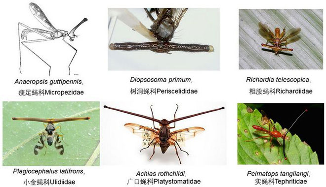 Các loài ruồi loài ruồi thuộc họ Diopsidae.