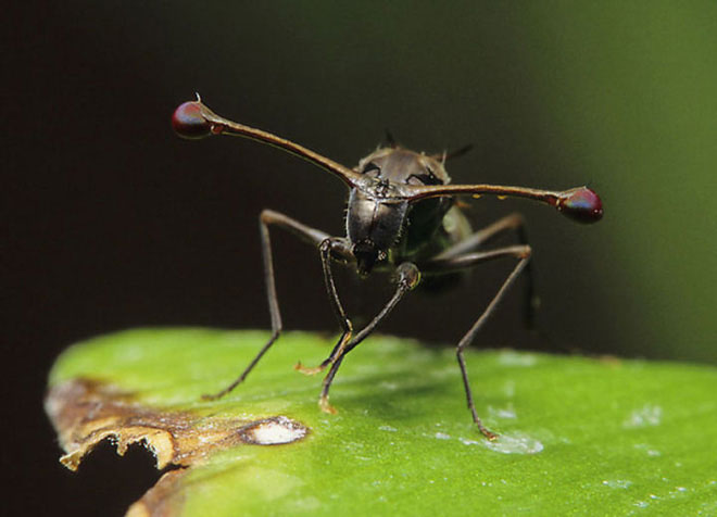 Với đôi mắt kỳ lạ, loài ruồi này có một tầm nhìn cực rộng.