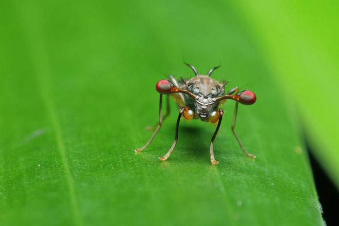 Việc lựa chọn đối tác giao phôi của những con ruồi cuống mắt cái đều bị ảnh hưởng bởi di truyền