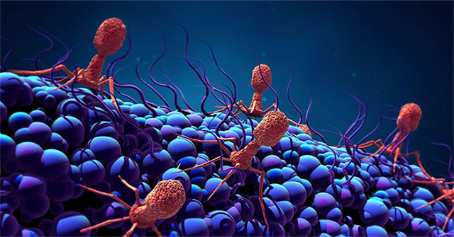 Phát hiện loại virus khổng lồ "ăn sống" vi khuẩn