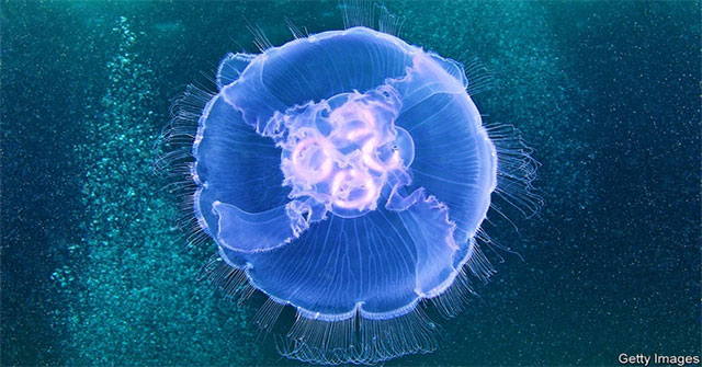 Các nhà khoa học vừa tạo ra loài sứa nửa robot