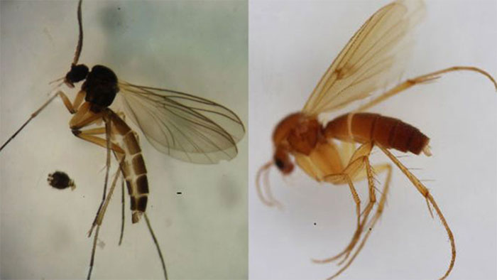 Boletina gusakovae (trái) và Mycetophila idonea.