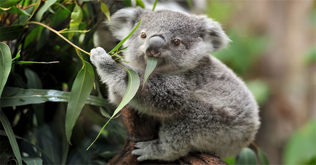 Vì sao coi gấu Koala là con vật vô cùng lười biếng?