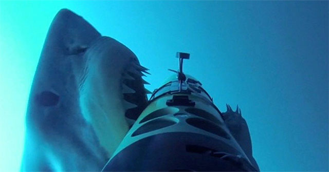 Nỗi oan của cá mập khi đứt cáp quang