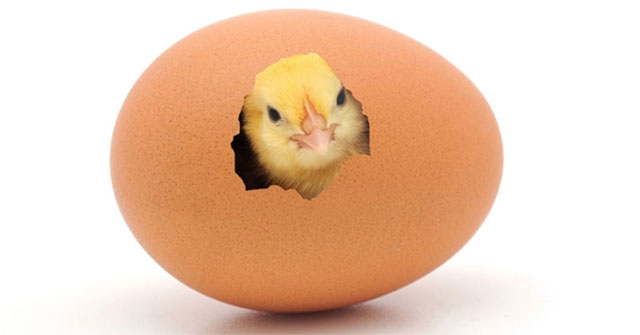 Những điều thú vị về quả trứng