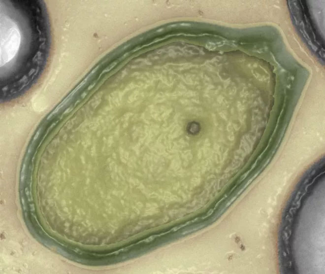 Loài virus ngụy trang thành các tế bào