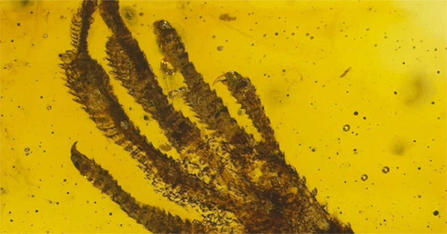 Tìm thấy chân thằn lằn tí hon trong hổ phách 20 triệu năm tuổi