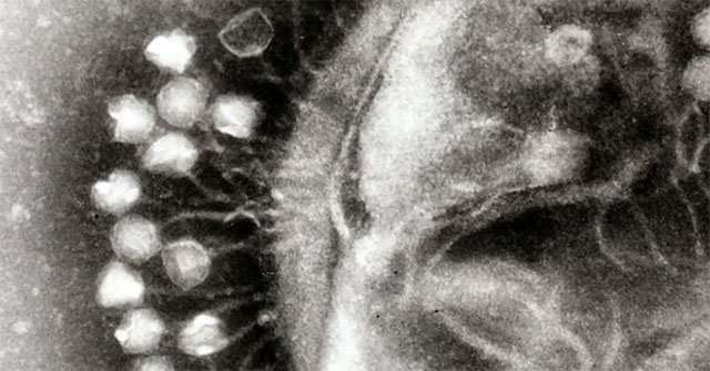 Khoa học phát hiện ra những con virus khổng lồ với khả năng "ăn cắp" đặc tính loài khác