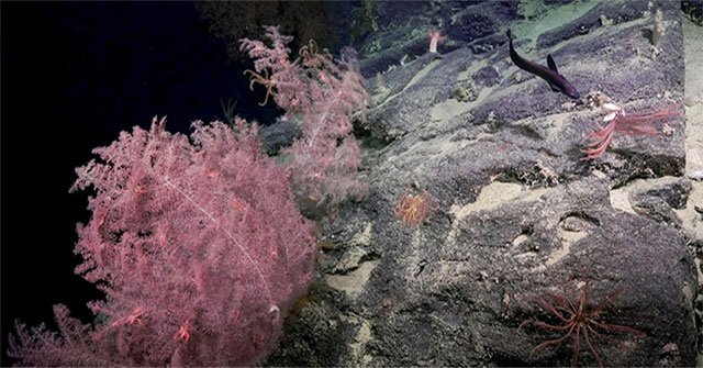 Phát hiện "vườn san hô" dưới hẻm núi ngầm