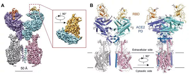 Miền liên kết thụ thể (receptor binding domain - RBD)