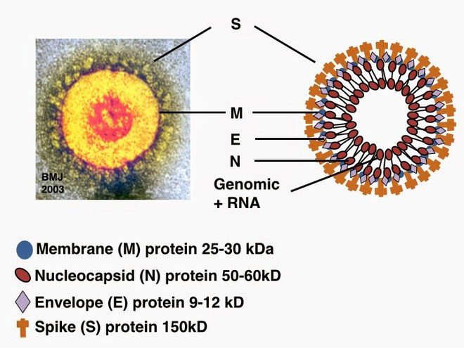 Cấu trúc của virus corona.