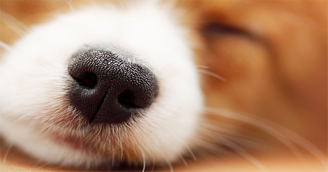 Tại sao loài chó có mũi lạnh hơn nhiệt độ bình thường?