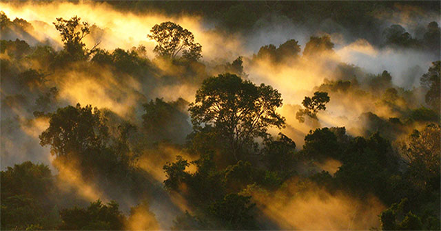 Rừng nhiệt đới đang mất dần khả năng hấp thụ carbon