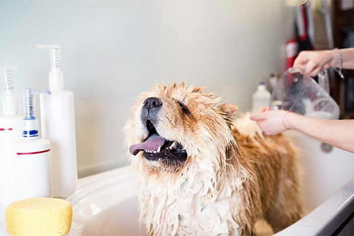 Nếu chú chó nhà bạn có bệnh về da, tắm quá thường xuyên có thể làm tình trạng trầm trọng thêm.