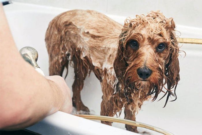 Những chú chó khỏe mạnh chỉ cần tắm từ 1 – 2 lần/năm là đủ rồi.