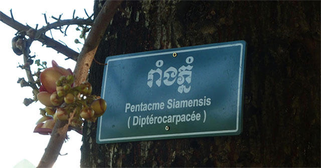 Vì sao trên các biển tên cây trong công viên lại thường ghi chú bằng tiếng Latinh?