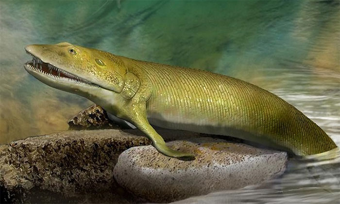 The 380 million-year-old fossil of fish walking on land