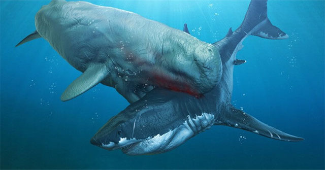 Cá voi cổ đại Melvillei - Cơn ác mộng của siêu cá mập Megalodon