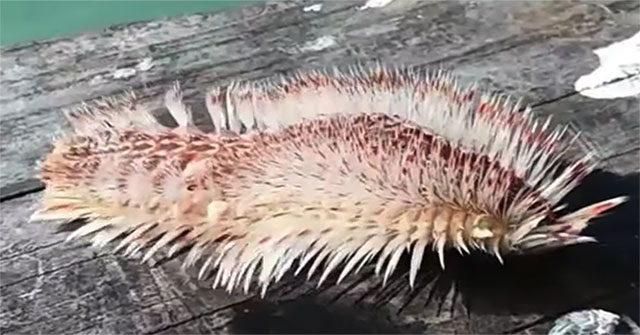 Tưởng rong biển mắc lưỡi câu, hóa ra sinh vật biển kỳ dị có nọc cực độc Tưởng rong biển mắc lưỡi câu, hóa ra sinh vật biển kỳ dị có nọc cực độc