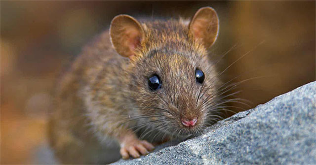 Nơi duy nhất trên thế giới "quét sạch" loài chuột