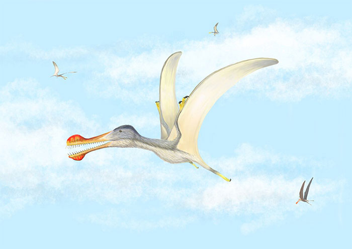 Three species of pterosaurs with large teeth were discovered