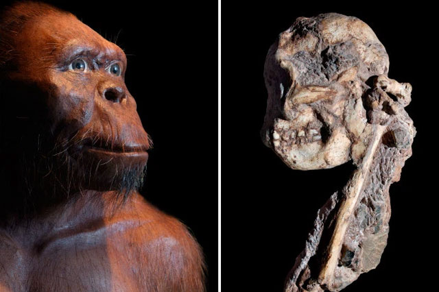 Early humans also fasted and swung among the trees