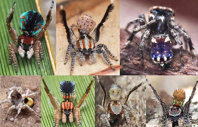 Bộ sưu tập 7 loài nhện mới vừa được Schubert công bố