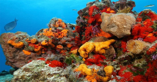 Động vật biển bảo vệ Trái đất khỏi hàng triệu virus