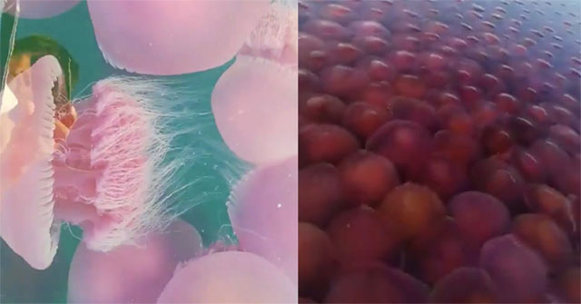 Hàng nghìn sứa hồng xâm chiếm bãi biển trong mùa dịch