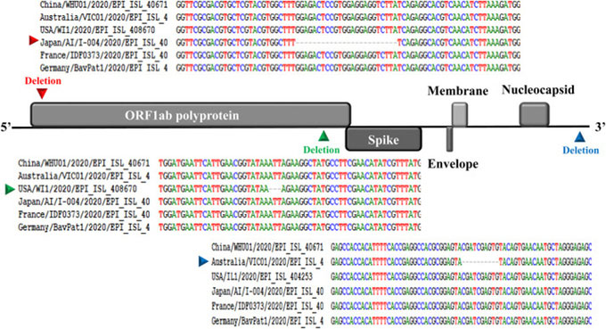 Bộ gene của nCoV có polypro ORF1ab dài, liên kết với 4 cấu trúc protein chính.