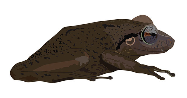 Hóa thạch tiết lộ loài ếch cổ xưa nhất vùng Caribbe