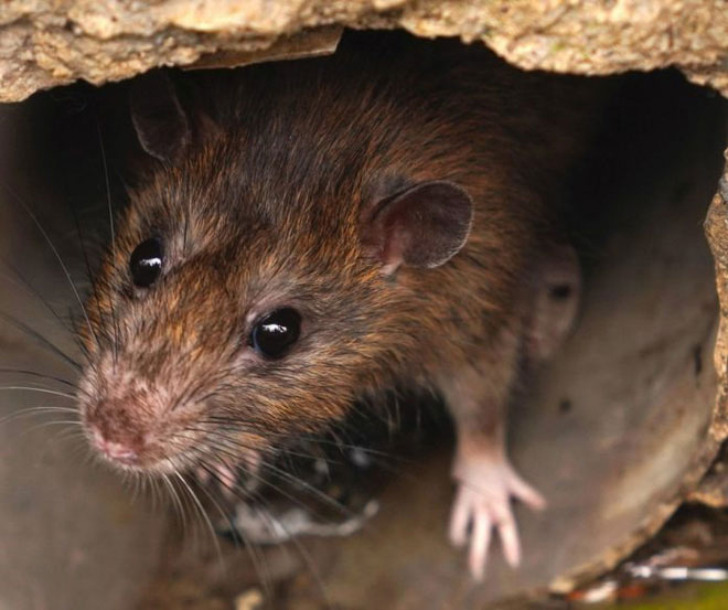 Chuột gây ra bệnh Hantavirus
