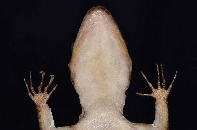 C. phnomchiensis có các ngón chân dài và cong.