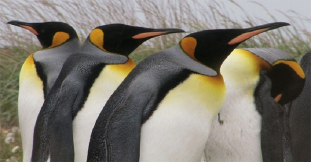 Khám phá những điều thú vị về loài chim cánh cụt