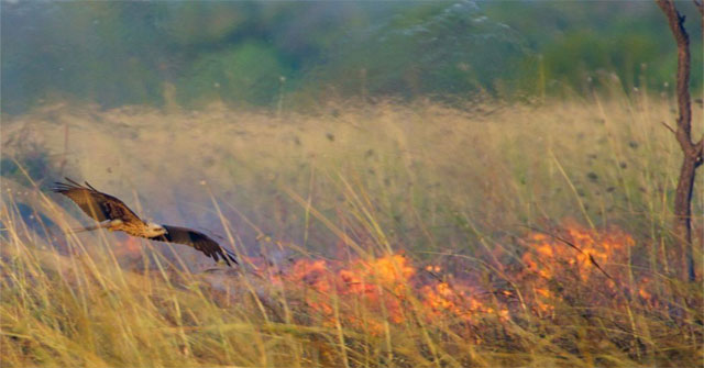 Kỳ lạ diều hâu lửa - Loài chim gây cháy rừng để kiếm mồi