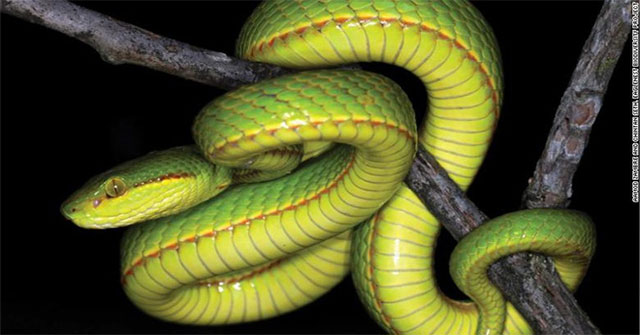 Loài rắn vừa được phát hiện có tên trong Harry Potter