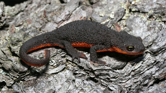 Sa giông da nhám (Taricha granulosa)
