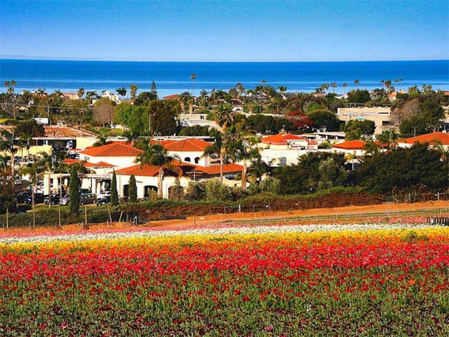 Hơn 50 mẫu hoa Mao lương làm bừng sáng Cánh đồng hoa Carlsbad ở California, Mỹ. 
