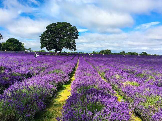 Trang trại hoa oải hương Mayfield ở Banstead, Anh, trải rộng 25 mẫu.