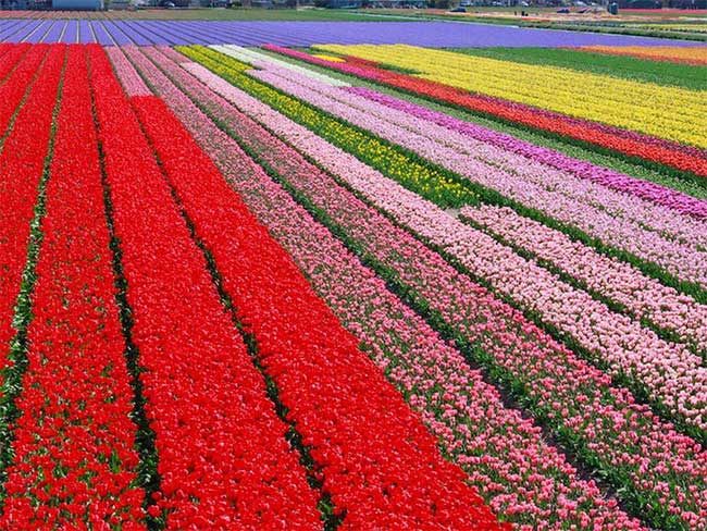 Hơn 7 triệu bông hoa tulip đủ sắc màu nở từ cuối tháng 3 đến giữa tháng 5 ở Vườn Keukenhof
