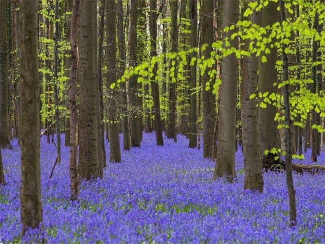 Rừng Hallerbos của Bỉ được gọi là " Green Forest" trải rộng 1.360 mẫu Anh.