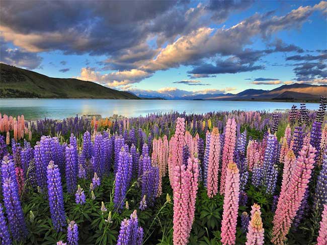 Hồ Tekapo, nằm trên hòn đảo phía nam của New Zealand, là một địa điểm nổi tiếng để ngắm hoa lupin.